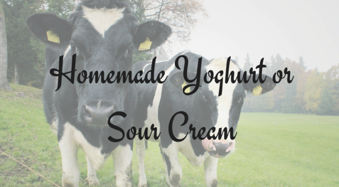 Homemade Yoghurt or Sour Cream